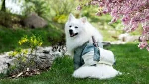 pet-bag